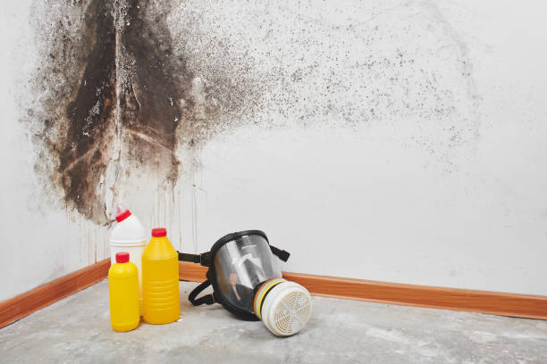 Best Fast Mold Removal  in Mercer Island, WA