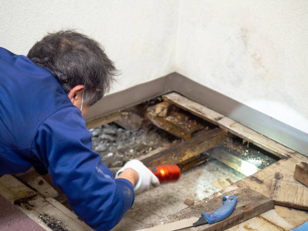 Best Local Mold Removal Service  in Mercer Island, WA