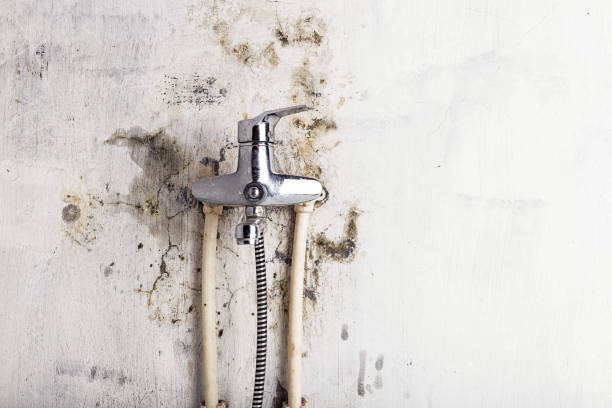 Best Best Mold Removal Companies  in Mercer Island, WA