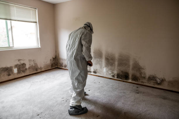 Best Certified Mold Removal  in Mercer Island, WA
